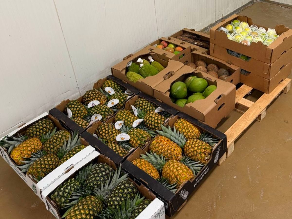 Frutas y vegetales panameños cruzan el Atlántico hacia MACFRUT 2025